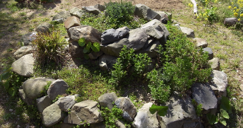 ハーブを植える。ロックスパイラルガーデン。